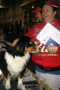 Miniature Australian Sheppard